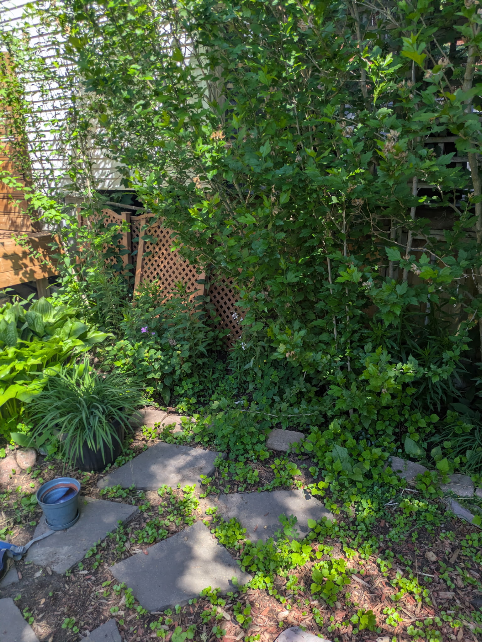 Overgrown garden bed with weeds covering stepping stones