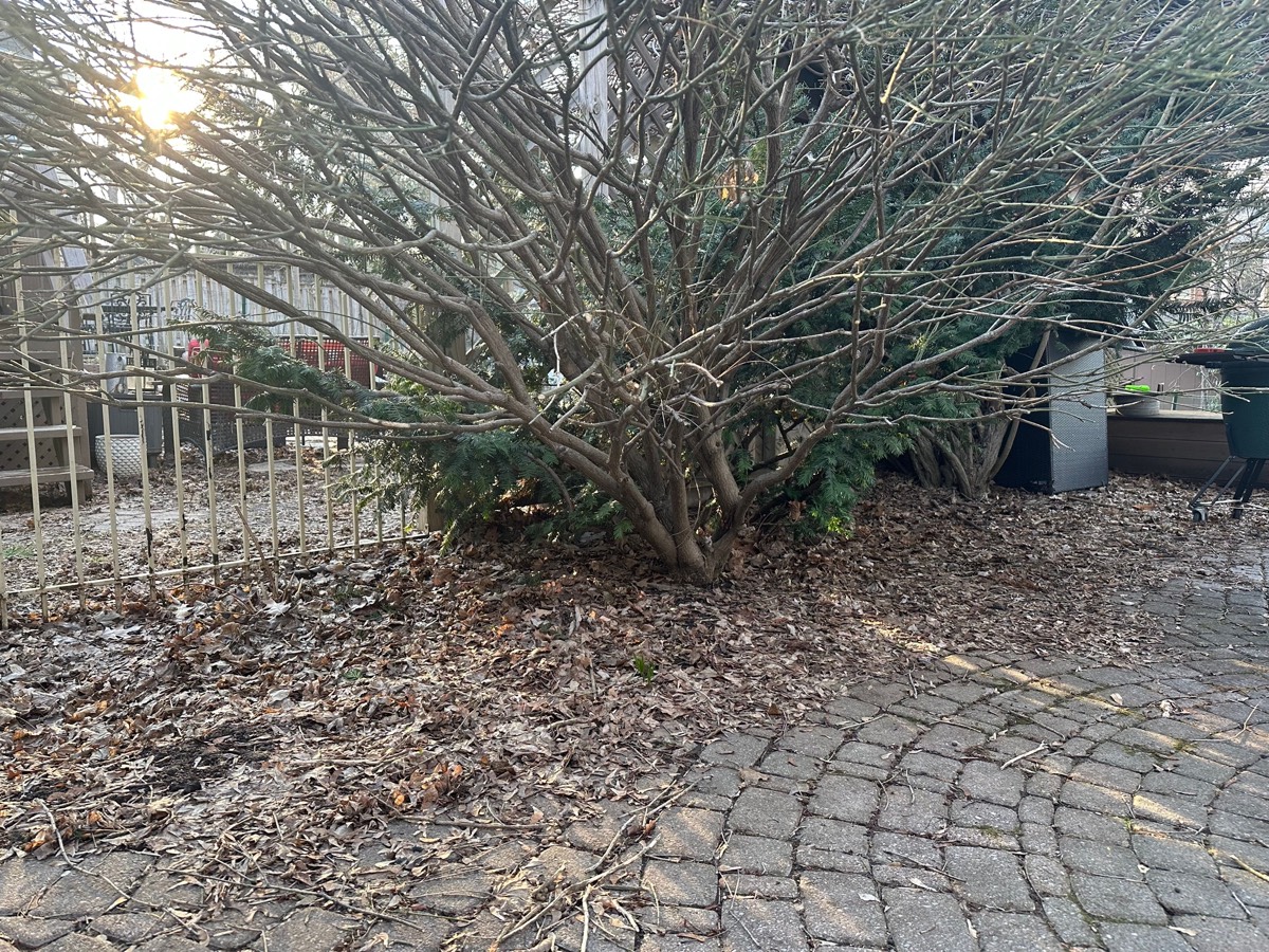 Leaves and debris around tree on pavers before cleanup