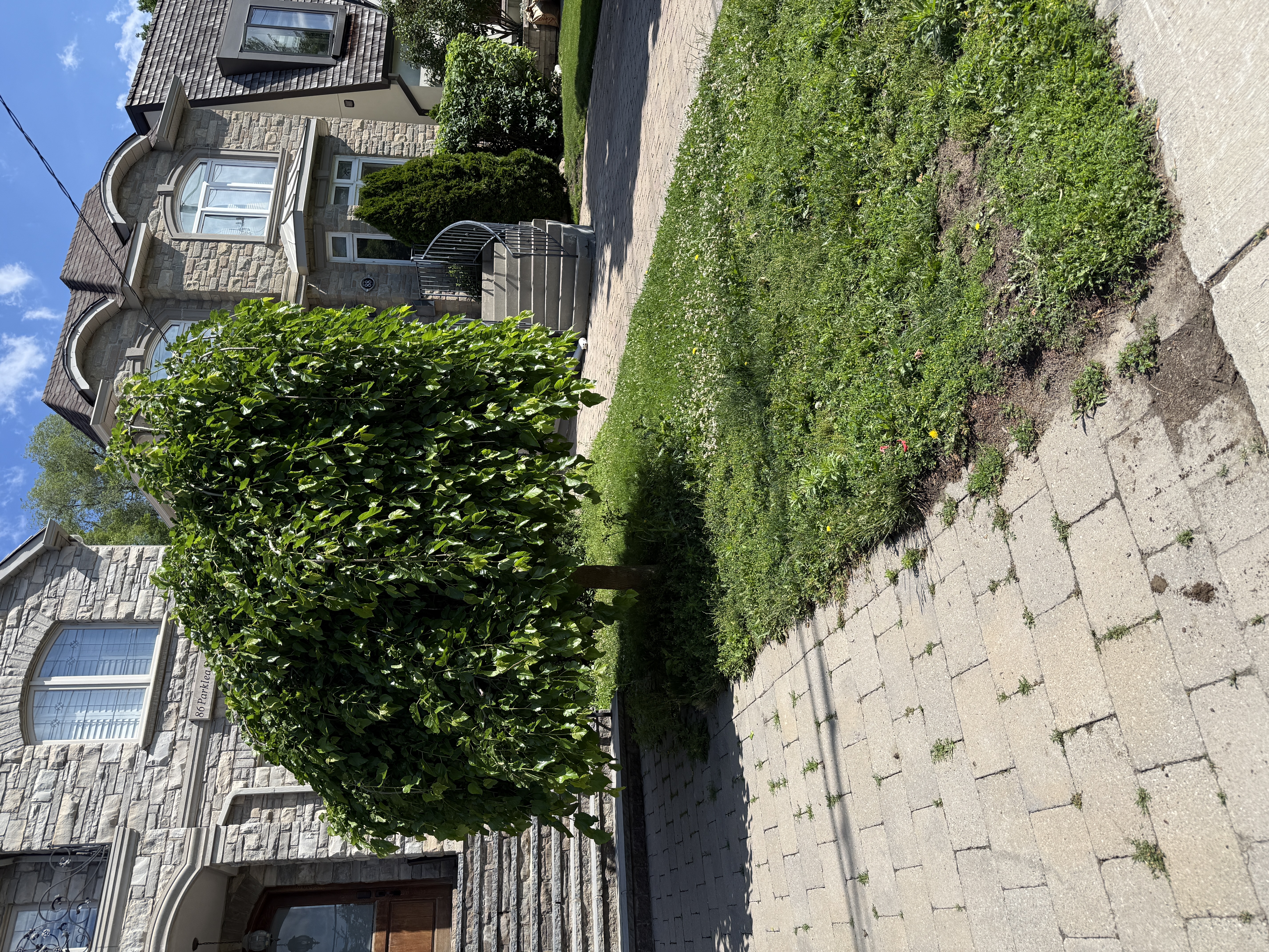 Weedy, overgrown front lawn before lawn removal