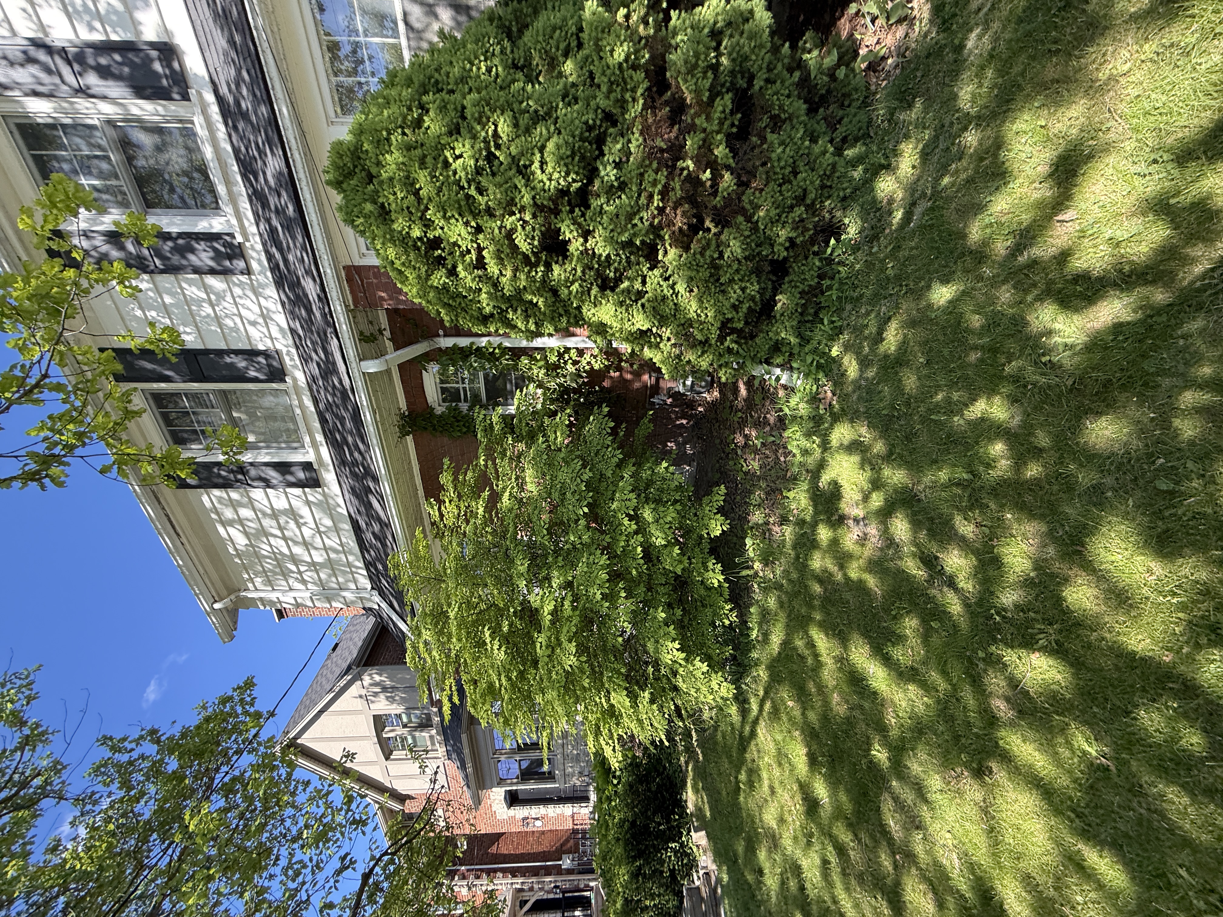 Overgrown backyard with weedy lawn and messy beds before rebuild